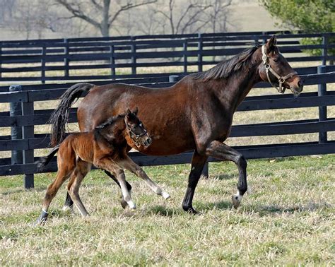 Breeding Older Mares 